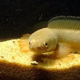 Dwarf Snakehead, photo 5