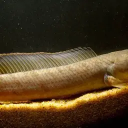 Dwarf Snakehead, photo 6