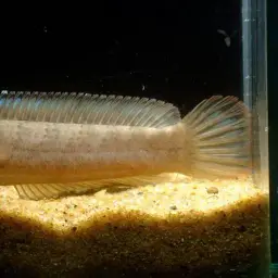 Dwarf Snakehead, photo 7