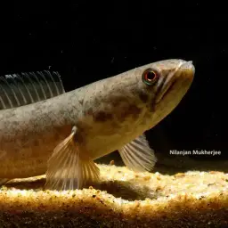 Dwarf Snakehead, photo 8