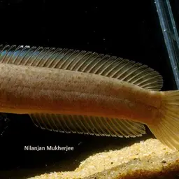 Dwarf Snakehead, photo 9