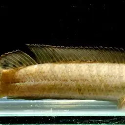 Dwarf Snakehead, photo 10