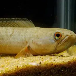 Dwarf Snakehead, photo 11