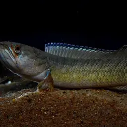 Dwarf Snakehead, photo 12