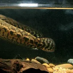 Forest Snakehead, photo 1