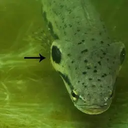 Forest Snakehead, photo 2
