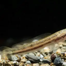 Forest Snakehead, photo 3