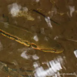 Forest Snakehead, photo 4