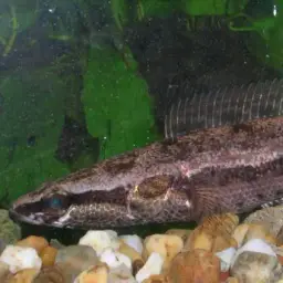 Forest Snakehead, photo 5