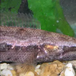 Forest Snakehead, photo 6
