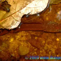 Forest Snakehead, photo 7