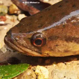 Forest Snakehead, photo 8