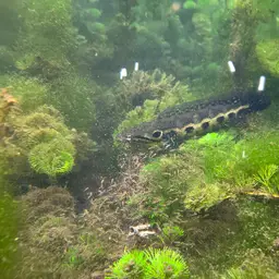 Forest Snakehead, photo 9