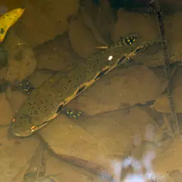 Forest Snakehead, photo 10