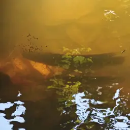 Forest Snakehead, photo 11