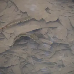 Forest Snakehead, photo 12