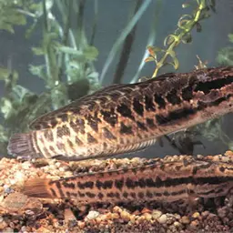 Blotched Snakehead