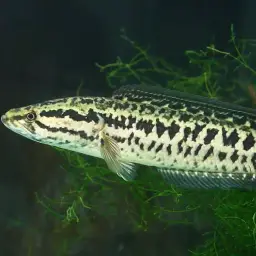Blotched Snakehead, photo 2