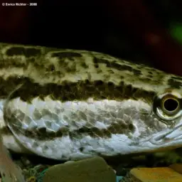 Blotched Snakehead, photo 3