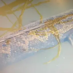 Blotched Snakehead, photo 5