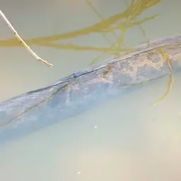 Blotched Snakehead, photo 6