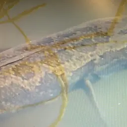 Blotched Snakehead, photo 7