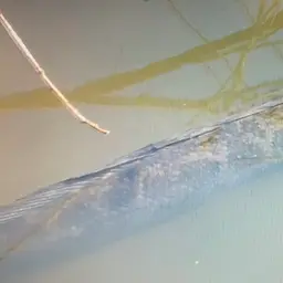 Blotched Snakehead, photo 8