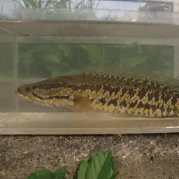 Blotched Snakehead, photo 9