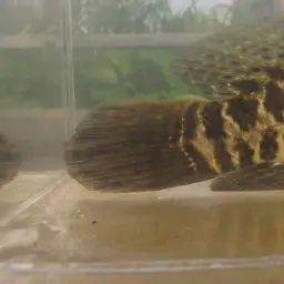 Blotched Snakehead, photo 10
