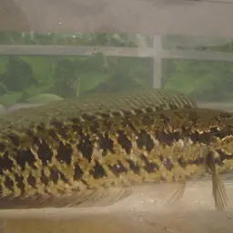 Blotched Snakehead, photo 11