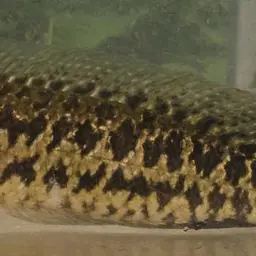 Blotched Snakehead, photo 12