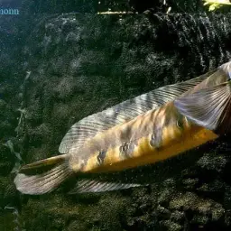 Emperor Snakehead, photo 1