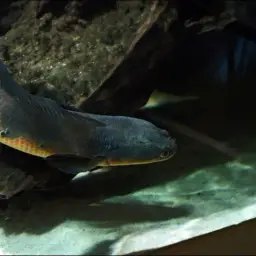 Emperor Snakehead, photo 2