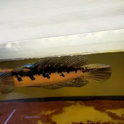 Emperor Snakehead, photo 3