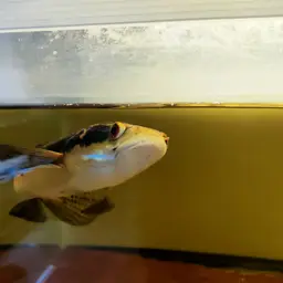 Emperor Snakehead, photo 4