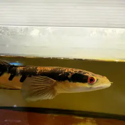 Emperor Snakehead, photo 5
