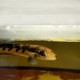 Emperor Snakehead, photo 6