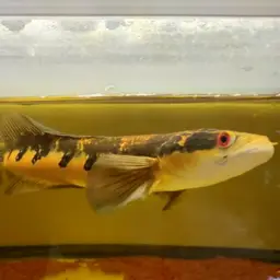Emperor Snakehead, photo 7
