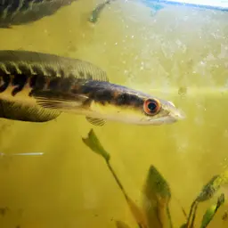 Emperor Snakehead, photo 8