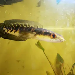 Emperor Snakehead, photo 9