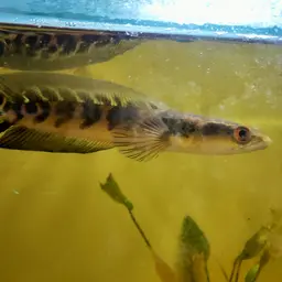 Emperor Snakehead, photo 11
