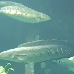 Emperor Snakehead, photo 12
