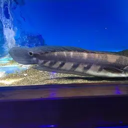 Bullseye Snakehead