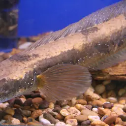 Bullseye Snakehead, photo 2