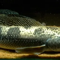 Bullseye Snakehead, photo 3