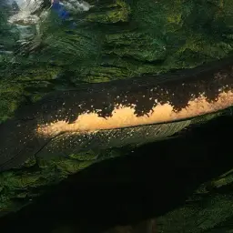 Bullseye Snakehead, photo 4