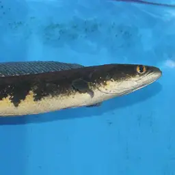Bullseye Snakehead, photo 5