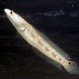 Bullseye Snakehead, photo 6
