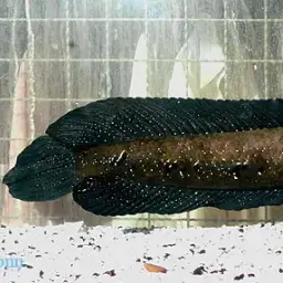 Bullseye Snakehead, photo 7
