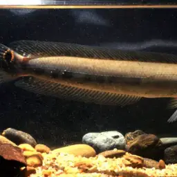 Bullseye Snakehead, photo 8